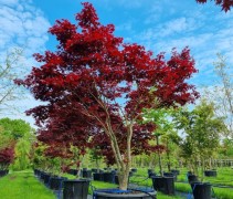 Acer palmatum 'Bloodgood'