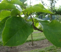 Blad Magnolia 'Yellow River'