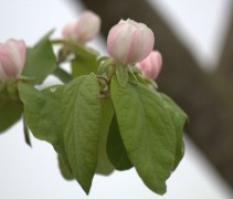 Cydonia oblonga bloem