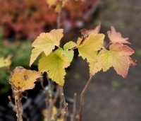 Ribes nigrum 'Titania' - Zwarte bes 'Titania' - herfst