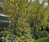 Laburnum wat. 'Vossii' - Goudenregen - 5