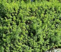 Taxus media 'Hicksii' - Taxus 'Hicksii' - ongesnoeid in juli