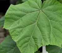 paulownia tomentosa - paulownia tomentosa - 1