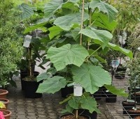 paulownia tomentosa - paulownia tomentosa - 2