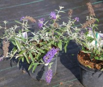 Buddleja davidii 'Adonis Blue'