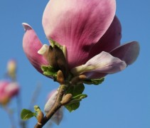 Magnolia soulangeana ‘Lennei’ bloem