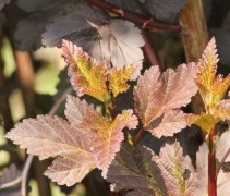 Physocarpus Diabolo