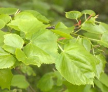 Winterlinde 'Böhlje' blad