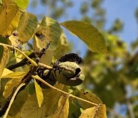Juglans regia 'Plovdivski' - Walnoot 'Plovdivski' - 1