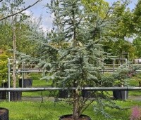 Cedrus libani 'Silberspitz' - Ceder 'Silberspitz' - 1
