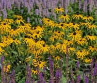 Rudbeckia fulgida 'Goldsturm' per kist á 24 st. - Zonnehoed geel - 1