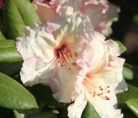 Rhododendron 'Virginia Richards' - Rododendron 'Virginia Richards' - 1