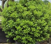 Prunus lusitanica 'Angustifolia' - Portugese laurier - 2