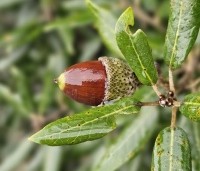 Quercus ilex - Steeneik - 1