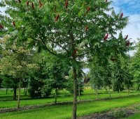 Rhus typhina - Fluweelboom - 4