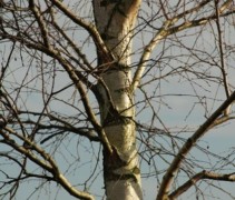 Ruwe Berk stam en takken