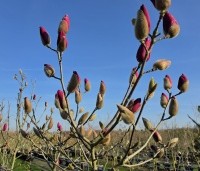 Magnolia 'Black Tulip' - Magnolia 'Black Tulip' - 1