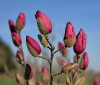 Magnolia 'Black Tulip' - Magnolia 'Black Tulip' - 2
