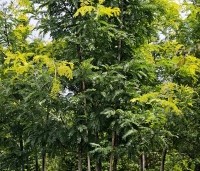Gleditsia triacanthos 'Sunburst' - Valse christusdoorn - 1