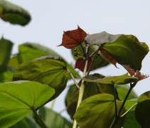 Catalpa x erubescens 'Purpurea' blad