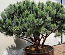 Pinus sylvestris 'Watereri'
