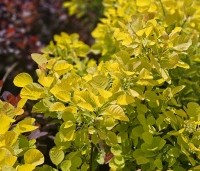 Cotinus Golden Spirit - Geelbladige pruikenboom - 3