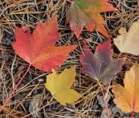 Acer rubrum 'Brandywine' - Acer rubrum 'Brandywine' - 2