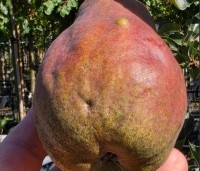 Pyrus com. 'Williams' - Pyrus com. 'Williams' - 6
