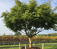Acer palmatum - Japanse Esdoorn - 2