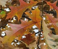 Quercus palustris - Moeraseik - 2