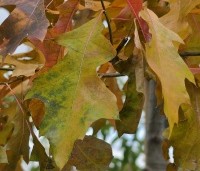 Quercus palustris - Moeraseik - 1