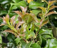 Ilex aquipernyi 'Dragon Lady' - Hulst 'Dragon Lady' - 2