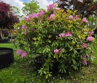 Rhododendron ponticum 'Roseum' - Bosrhododendron 'Roseum' - 4