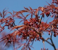 Acer palmatum 'Stella Rossa' - voorjaar uitloop bald
