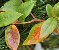Vaccinium corymbosum 'Bluecrop' - Blauwe bes 'Bluecrop' - 1