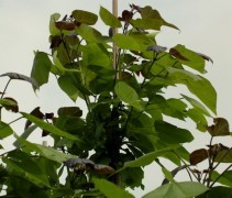 Bladeren aan de Groot bloemige trompetboom op kwekerij te Wenum Wiesel, Gelderland