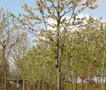 Prunus avium