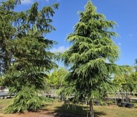 Cedrus deodara 'Aurea' - Himalayaceder 'Aurea' - 1