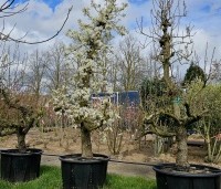 Pyrus com. 'Bonne Louise d'Avranches - Pyrus com. 'Bonne Louise d'Avranches - 1