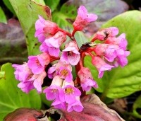Bergenia cordifolia - Schoenlappersplant - 1