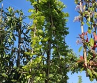 Fagus sylvatica - Groene beuk - 1
