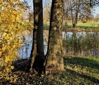 Alnus glutinosa - Zwarte Els - 1