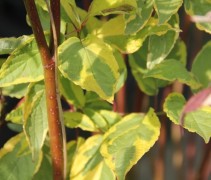 Cornus alba Gouchaultii