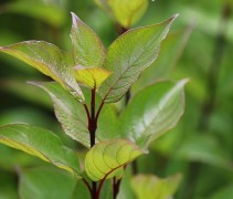 Cornus alba Kesselringii