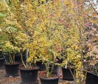 Acer campestre - Veldesdoorn - meerstammig potgekweekt herfst
