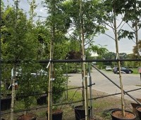 Sorbus 'Dodong' - Lijsterbes 'Dodong' - 2
