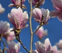Magnolia soulangeana - Magnolia soulangeana - 2