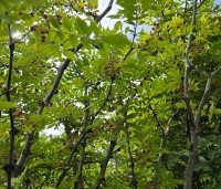 Zanthoxylum simulans - Chinese peperboom - 1