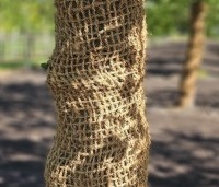 Fagus sylvatica - Groene beuk - 1