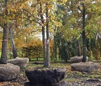 Liquidambar styraciflua - Amberboom - 1